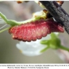 satyrium acaciae abdominalis shamkir larva4d